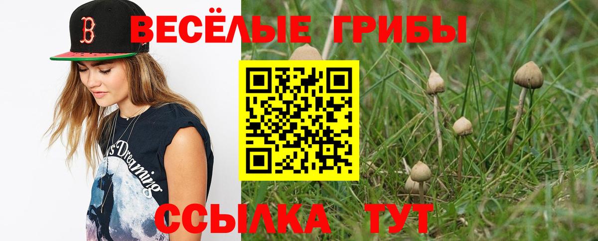Галлюциногенные грибы Psilocybine cubensis Кандалакша